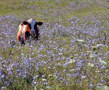 Pasture In Bloom