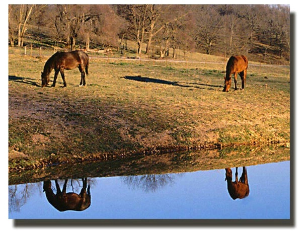 Reflections of Horses