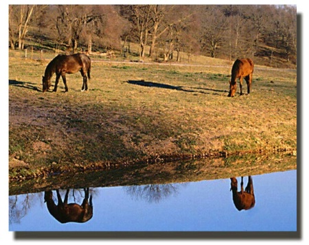 Reflections of Horses