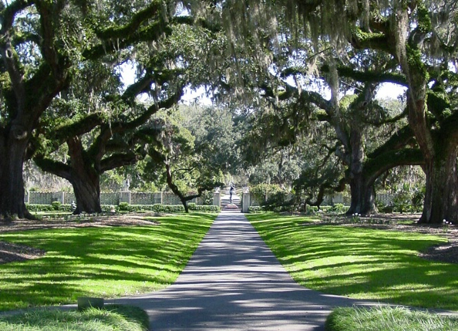 Live Oak Allee