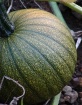 turning pumpkin