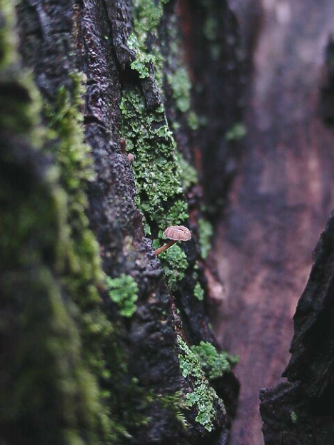 life in a tree crevice