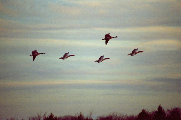 Geese Migrating for Summer in NW AR