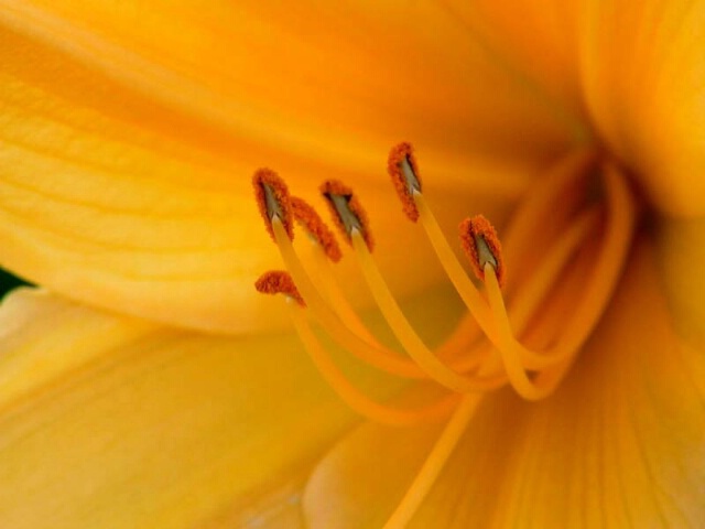 Orange Flower