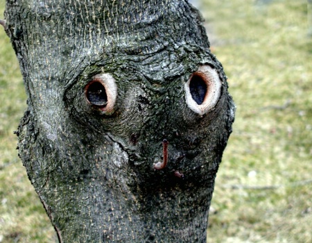The Face in the Tree 1