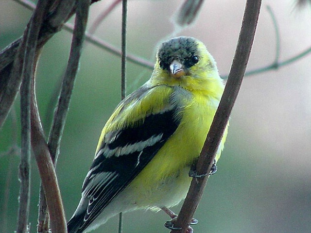 goldfinch at the window