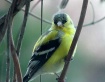 goldfinch at the ...
