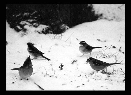 Little Winter Birds Having Dinner