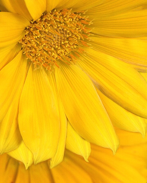 Yellow Petals