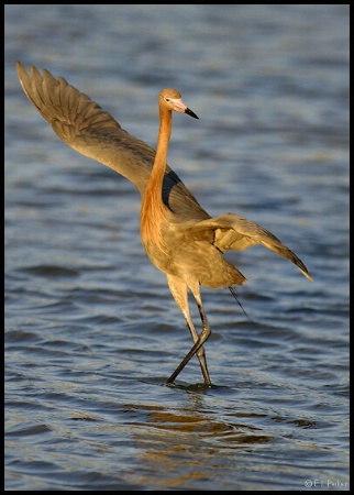 Photography Contest Grand Prize Winner - March 2002: Ballerina