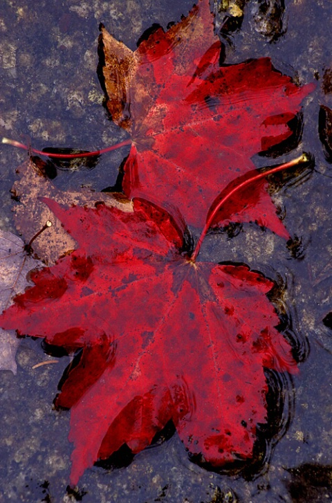Red leaves in pool