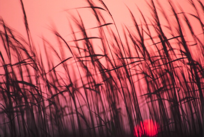 Sea grasses at sunset