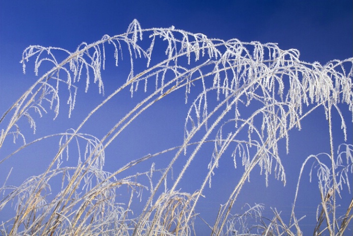 Frosted grasses