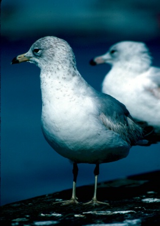 Seagulls in Selective Focus