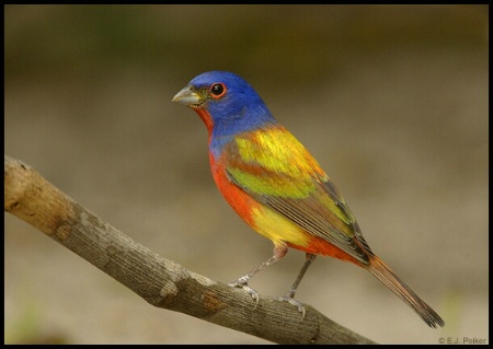 Painted Bunting