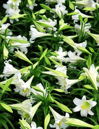 Easter Lilies