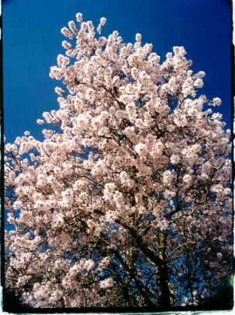 Blue Sky & White Blossom