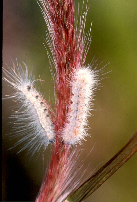 Caterpillars on Grass
