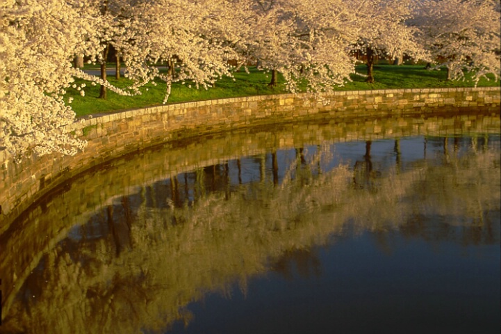 cherry blossoms
