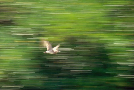 Pan:  Bird in flight