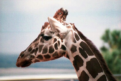 Giraffe