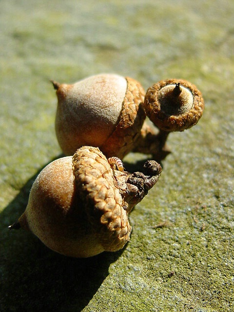 trio of acorns'n resident