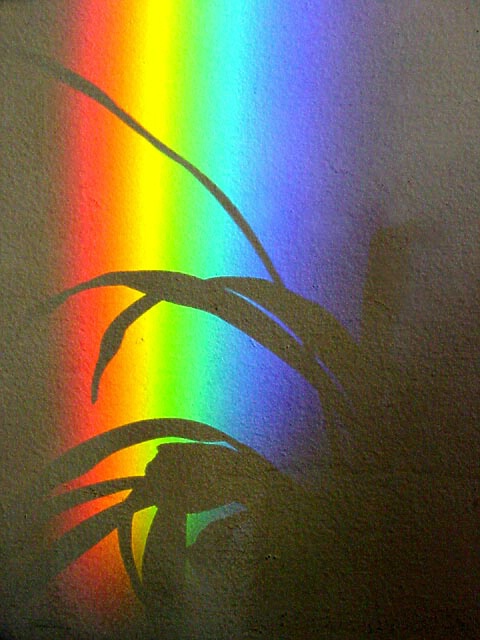 rainbow plant shadows