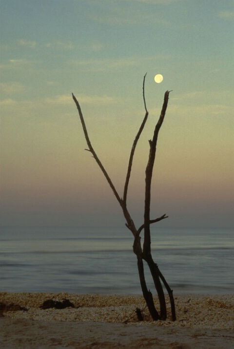 sanibel moon