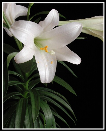 Easter Lily !!