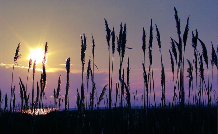 Seabreeze Sunrise