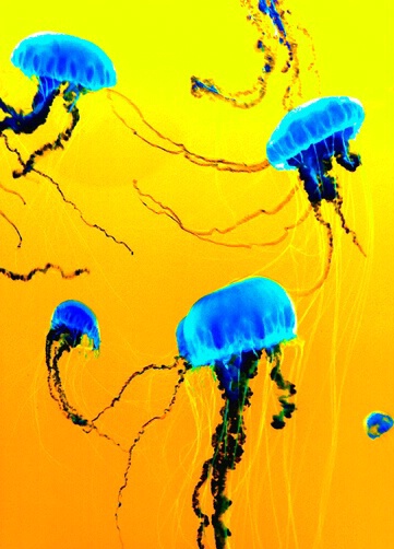 Jellyfish Waltz