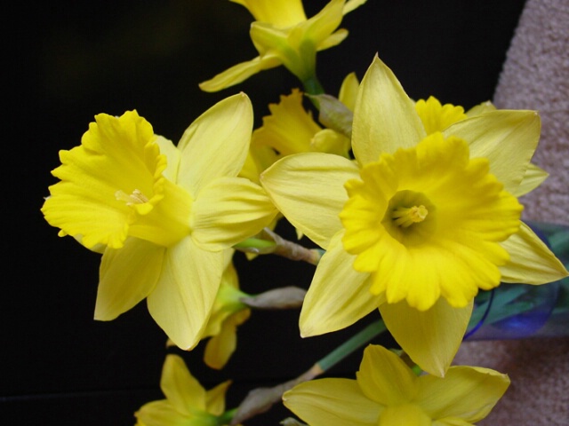 Original Daffodils