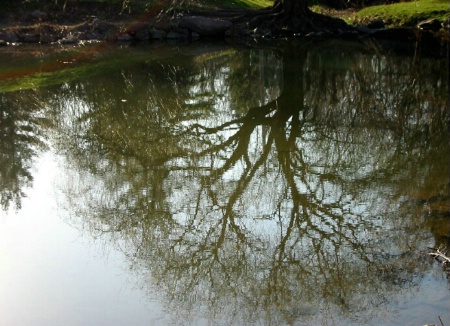 Reflection of nature
