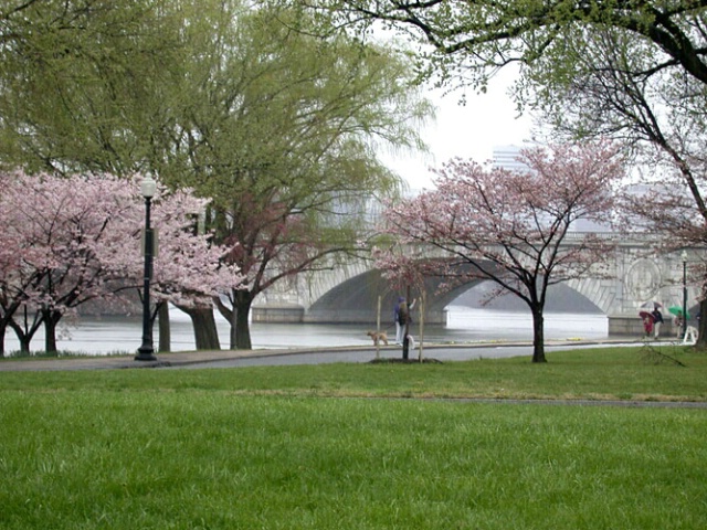 Rainy Spring Day in DC