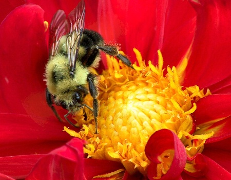 The Pollinator
