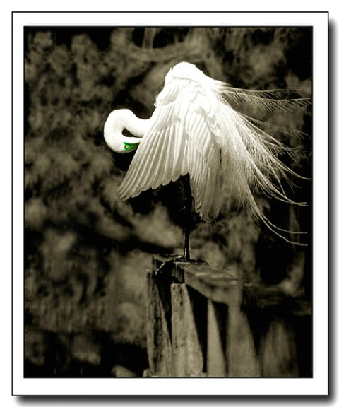 Prenning Egret