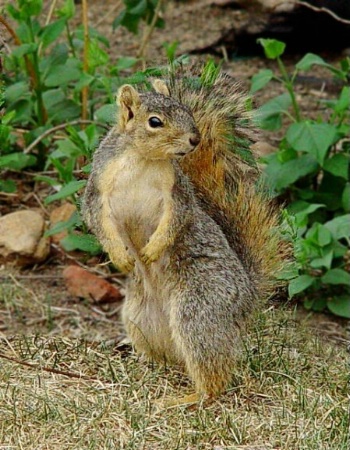 Boulder Squirrel