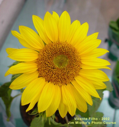 Digital Corrected Sunflower 