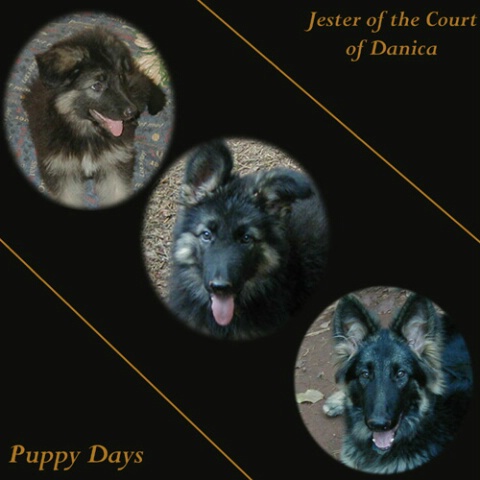 Puppy Days Collage