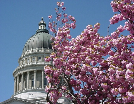Cherry Blossoms in Salt Lake City