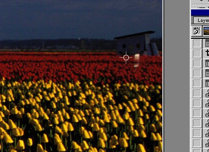 Tulip Pano -  Screen 5