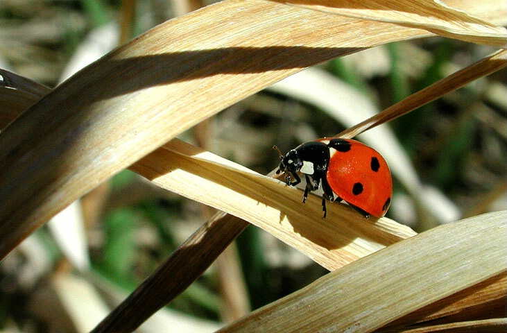 My Lady Bug