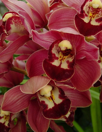 Orchids For You