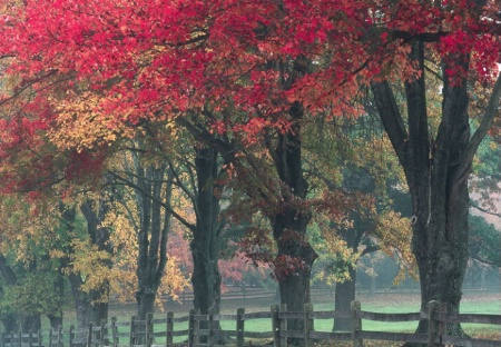 Benson road trees