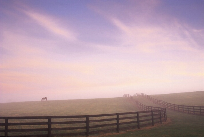 Garrison forest