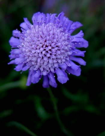 Pin Cushion Flower