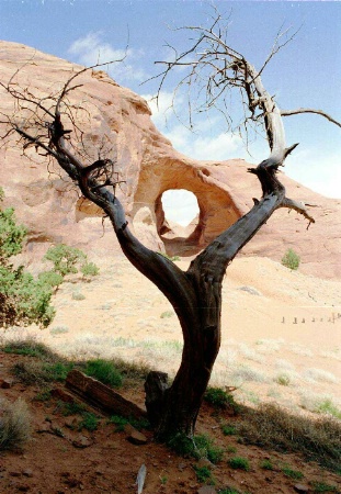 Old Navajo Tree in Monument Valley