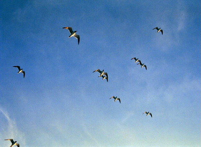 Flight Formation