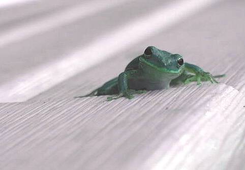 Just a Little Froggy