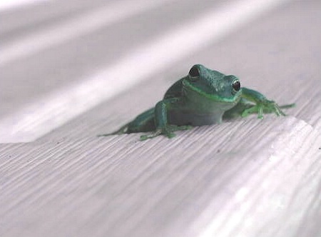 Just a Little Froggy